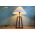 Thế Giới Đèn Gỗ - Đèn gỗ trang trí để bàn DGB040 - 4